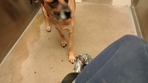 JC 3y A799623 JoJo 3y A799622 kennel 208 harrys haven PACC schedule doggies fed separated20251123660