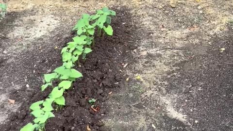 Garden 2025 UPdate 7