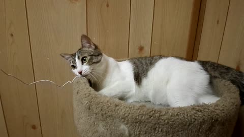 Kitty sneezing while playing