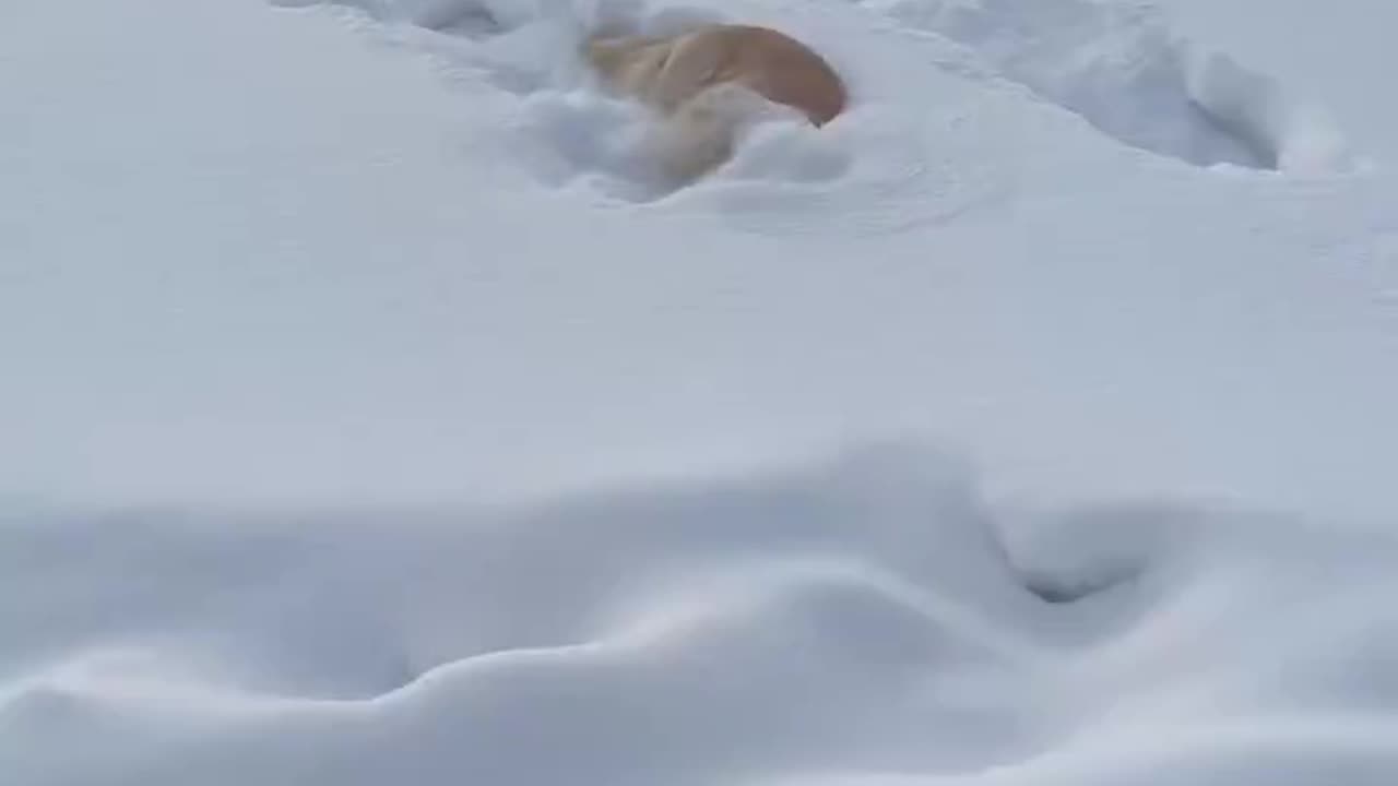 Someone loves snow ❄️