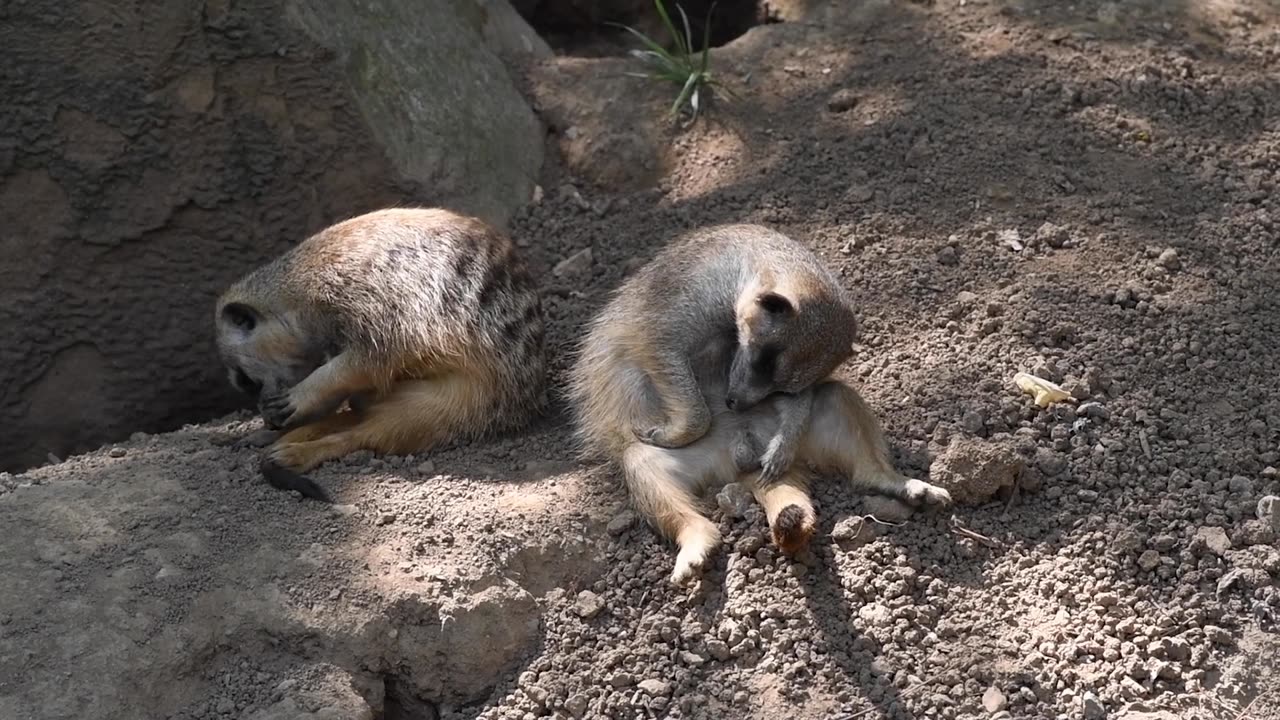 Sun's Out Eyes Shut