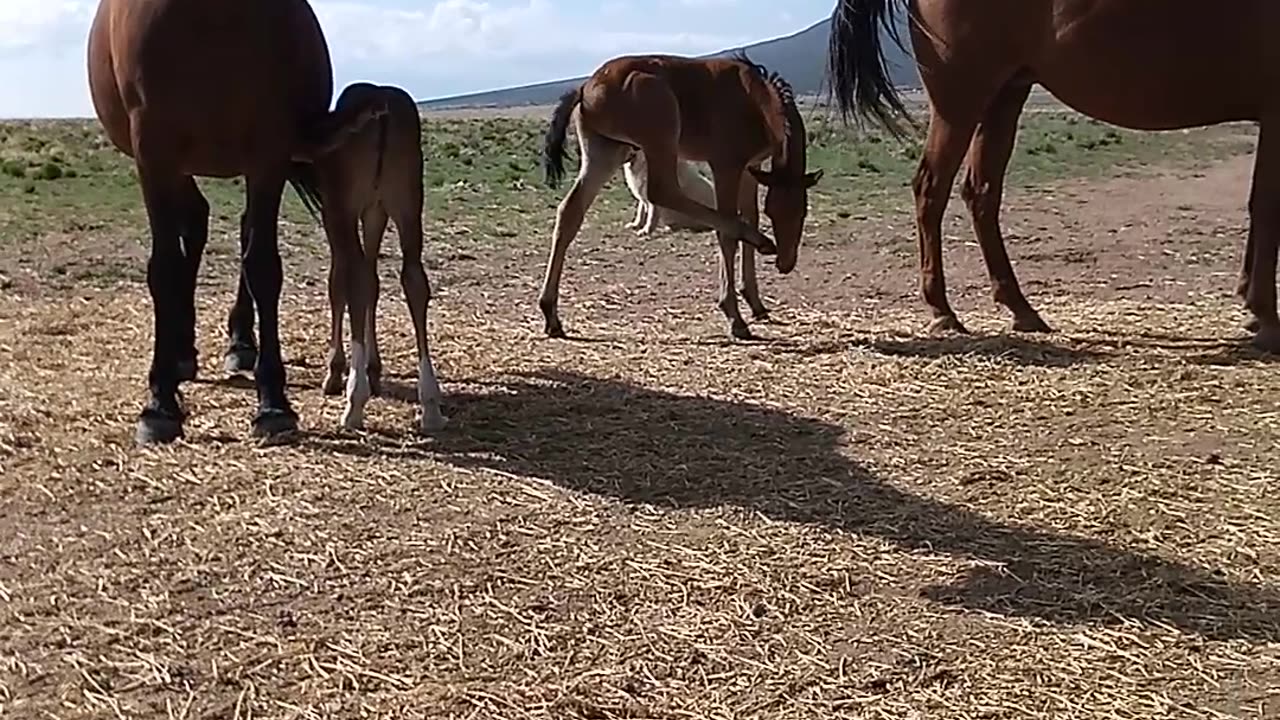 Foals born May 2025