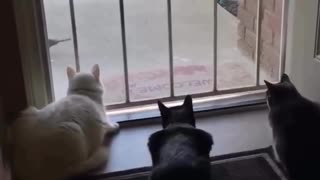 🤣🐱 The Three MusCATeers Will Steal Your Heart! | FunFM