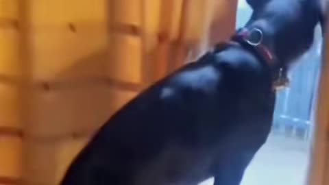 Dog's Comedy Videos 🤣 so cute videos and puppies comedy scenes 🤣 so cute 🥰🥰