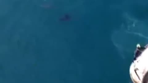 A Pod of Dolphins Greets the Stranded Astronauts Upon Splashdown