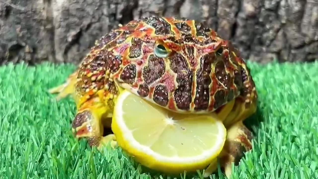 cute