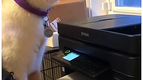 Funny Animal Video
