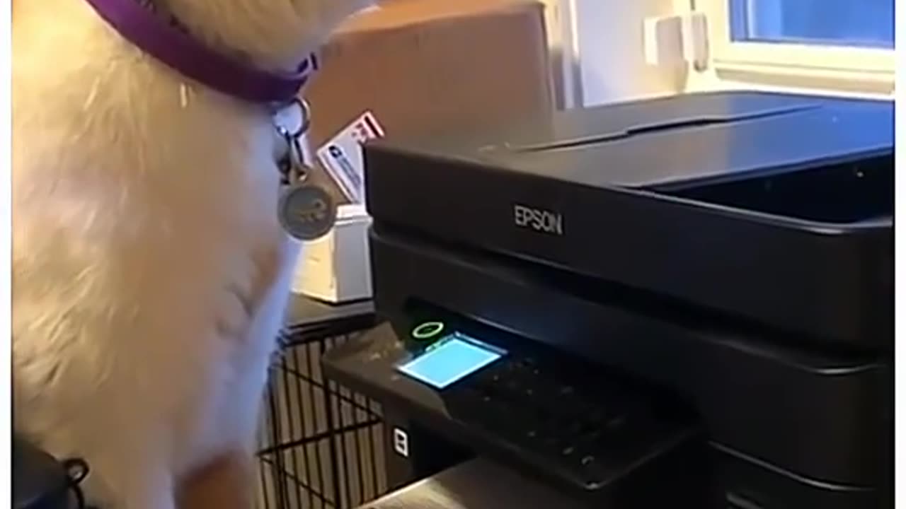 Funny Animal Video