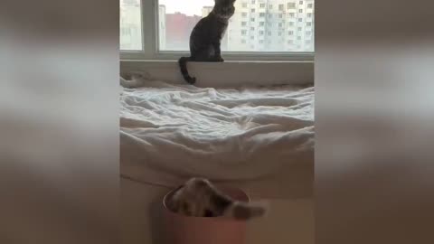 Funny cats and dogs video