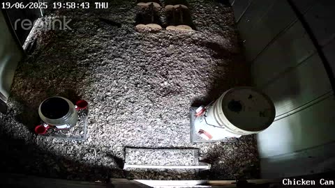 Millar Time Chicken Cam