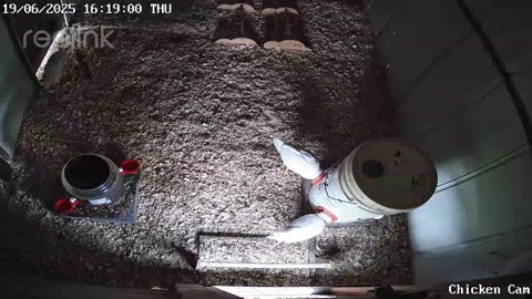 Millar Time Chicken Cam