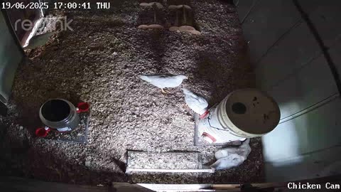 Millar Time Chicken Cam