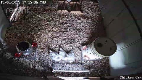 Millar Time Chicken Cam