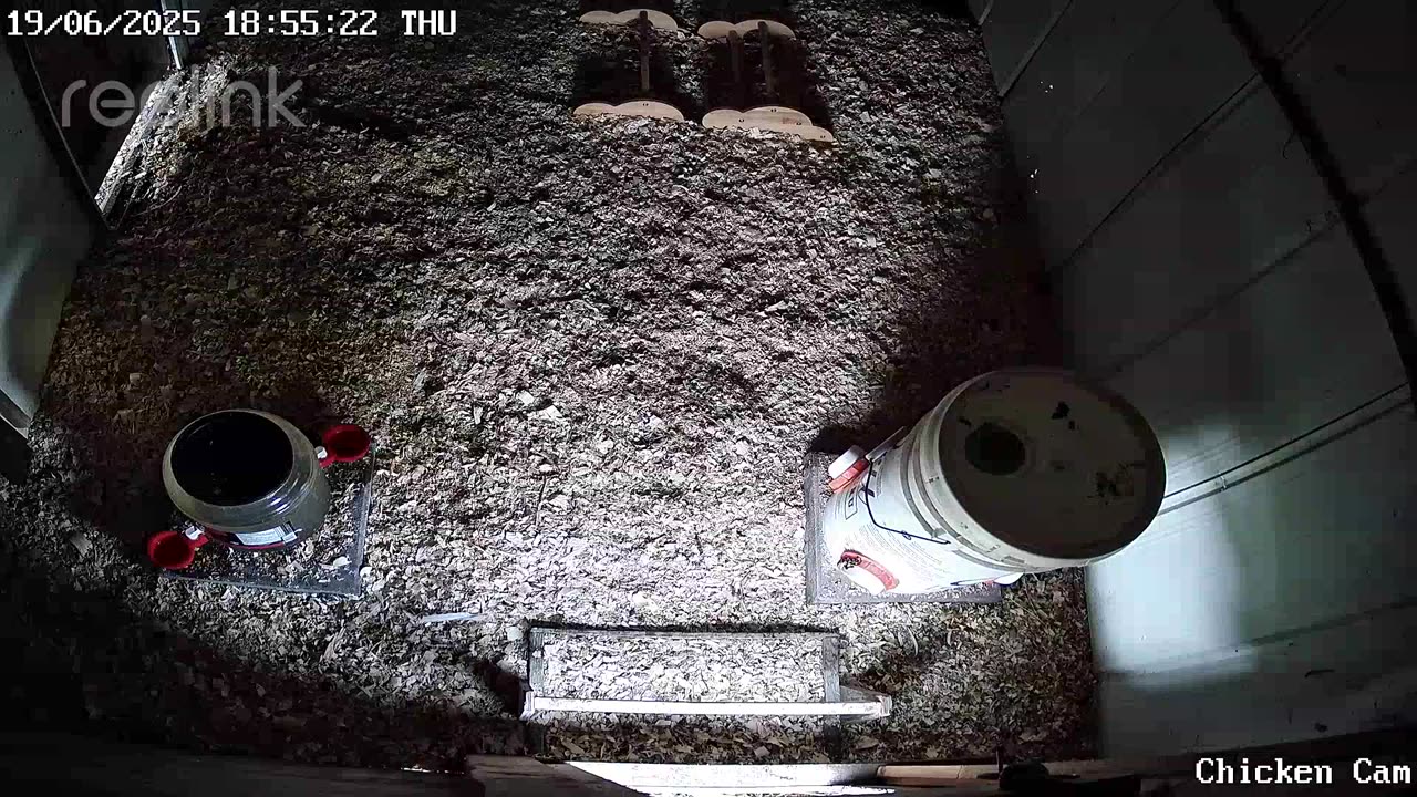 Millar Time Chicken Cam