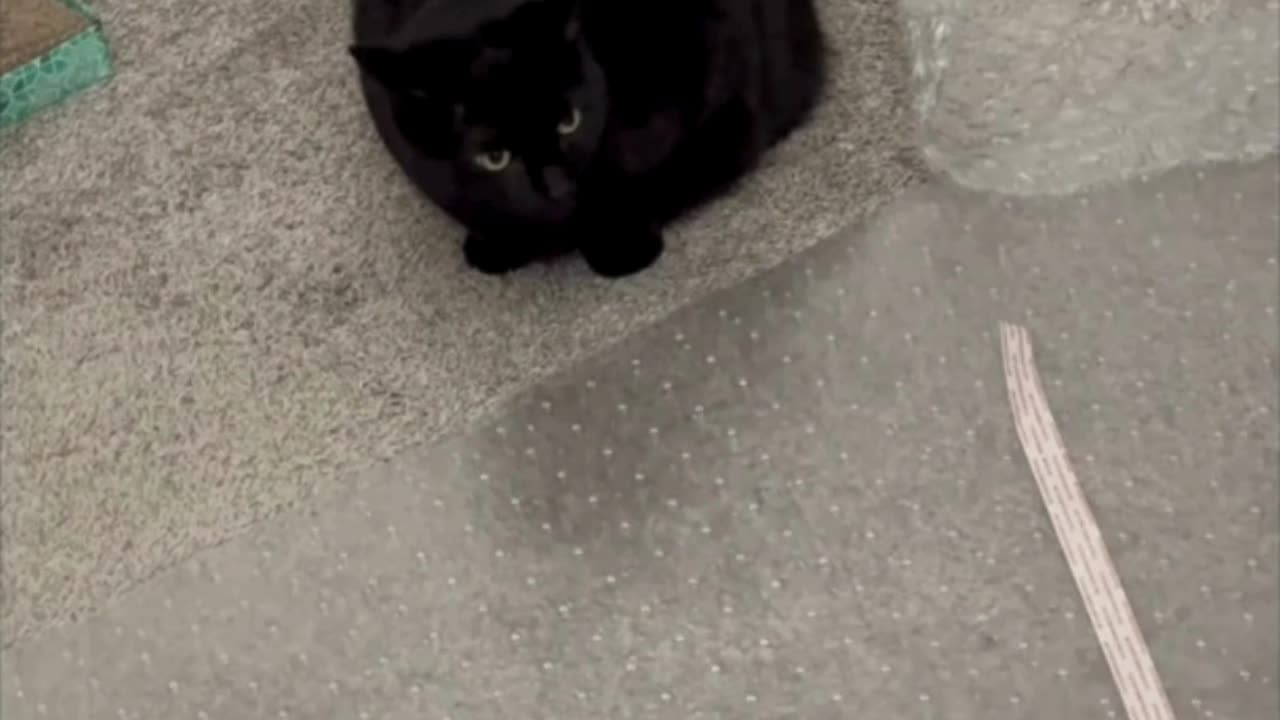 Cute Precious Piper Communicates What She Wants - My Adopted Shelter Cat Vlog #shorts