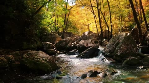 Clear Kacer Bird Song (Oriental Magpie-Robin) by a Shallow Stream