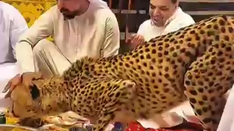 Dubai sheikh's lifestyle