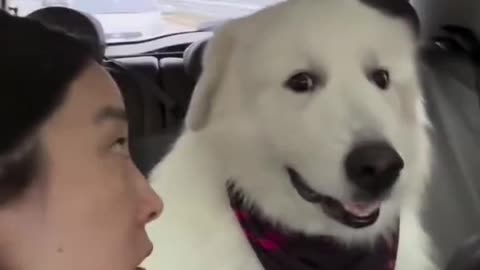 Dog's Comedy Videos 🤣 so cute videos 😍 funny videos 🤣