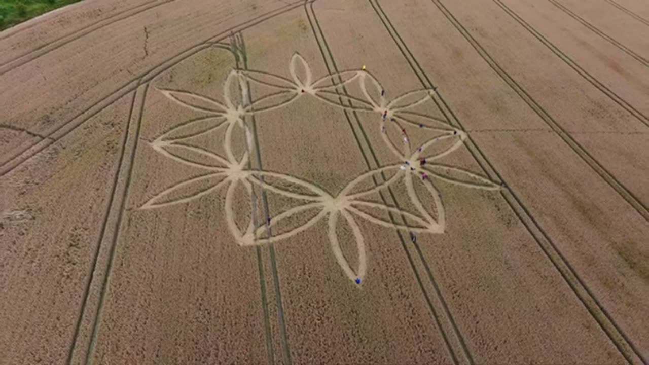 Croppies profitant du Crop Circle de Scratchbury