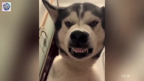 fat cat, crazy dog videos..enjoy!