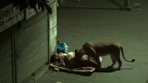 🇮🇳 A man in India reportedly survived a lion attack while sleeping on the street.
