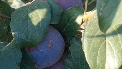 Lovely Fruits