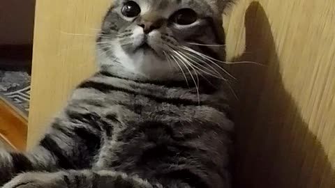 Playful cat