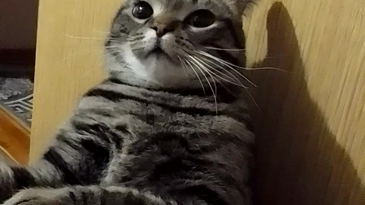 Playful cat