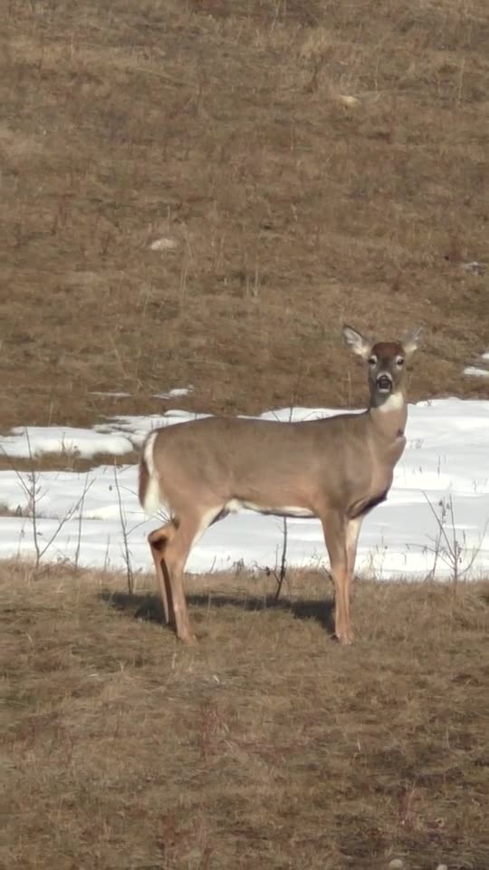 WHAT'S FOR DINNER???