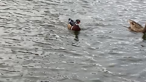 Wood ducks mallard ducks and seagulls.