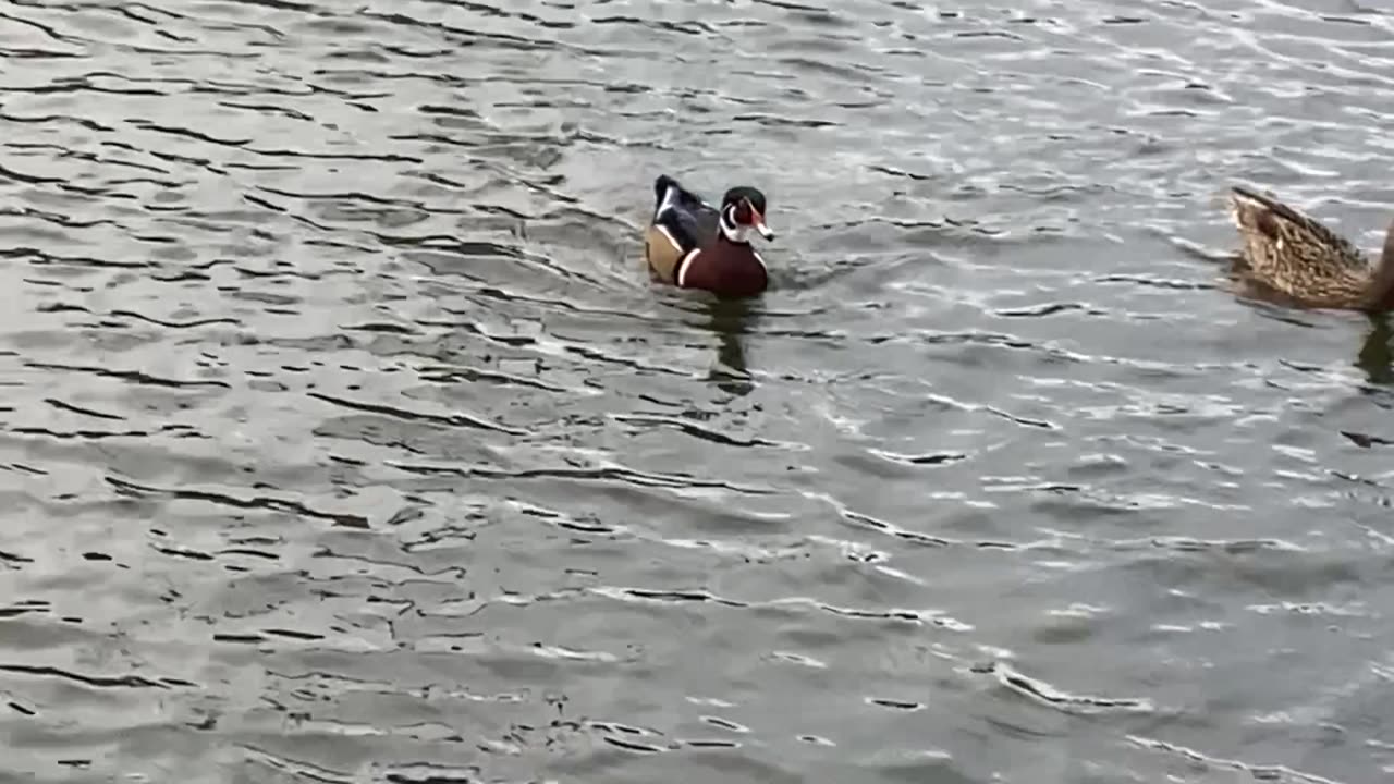 Wood ducks mallard ducks and seagulls.