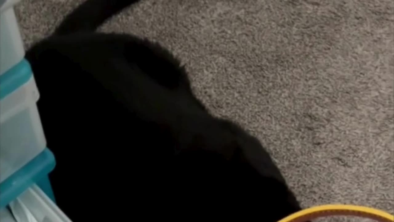 Cute Precious Piper Does an Office Drawer Inspection - My Adopted Shelter Cat Vlog #shorts