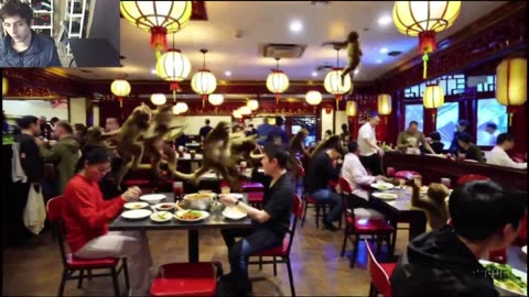 Outtake #1,057 Of Over 5 Monkeys Roam Around A Chinese Restaurant Fake Funny Parody Video