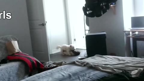 Scotty getting his rocks off as his owner pukes in the bathroom