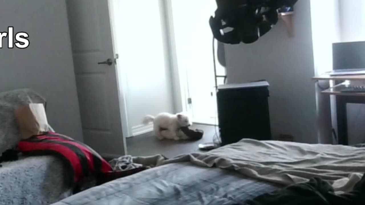 Scotty getting his rocks off as his owner pukes in the bathroom