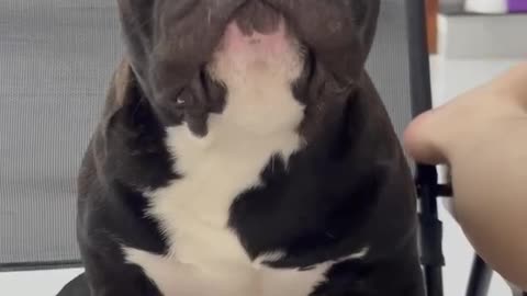 Dog Cute