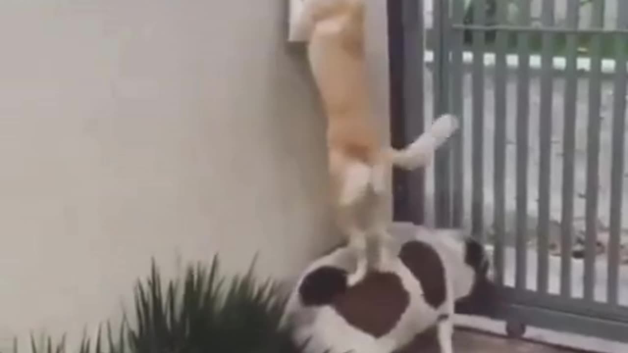 Friendship knows no fences 🐶❤️🐾