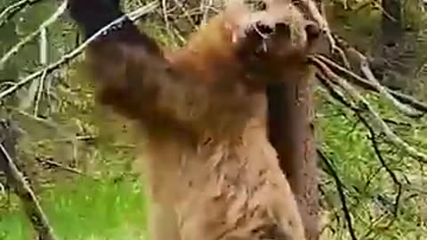 Funny Animals Actions