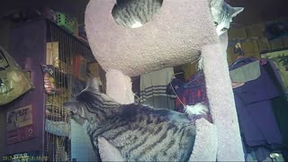 EA S177 - Two Cats - One Tree