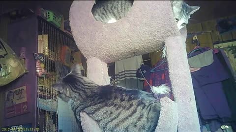 EA S177 - Two Cats - One Tree