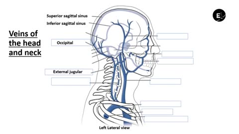 Practice identifying Veins of body