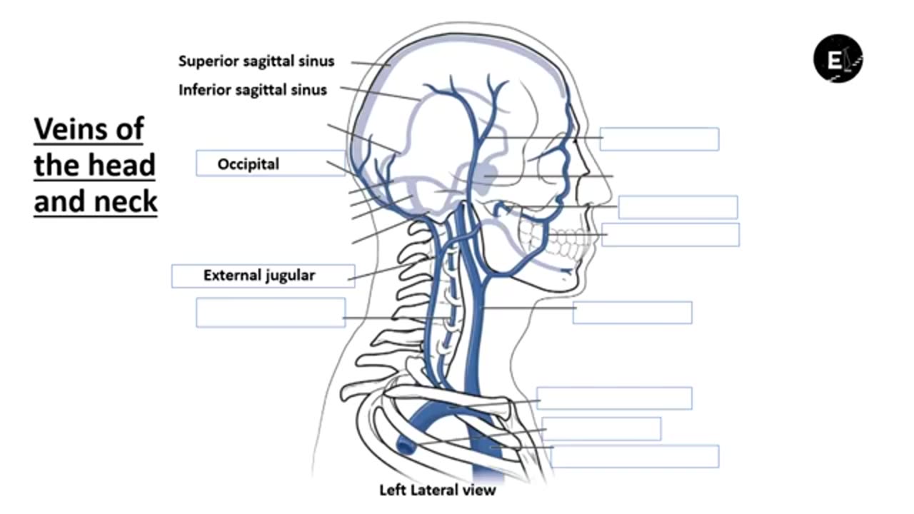 Practice identifying Veins of body