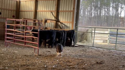 Charlie, 12/28/2025-5