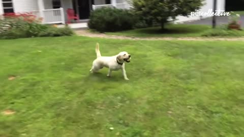 Funny Cats and Dogs