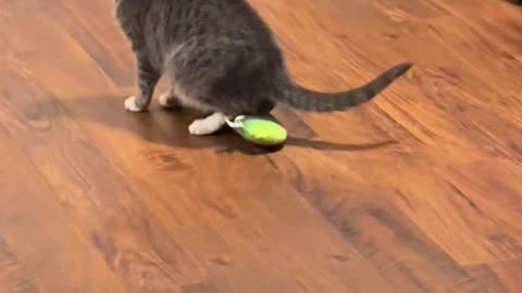😂🐱 Pearl's Epic Fail: Trying to Rule with an Iron Paw! | FunFM
