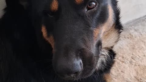 Workplace dogs