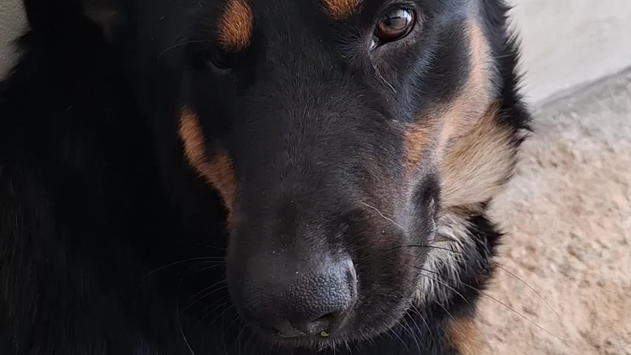 Workplace dogs