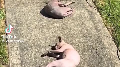 😂🧱 Concrete Fails You Won’t Believe! | FunFM