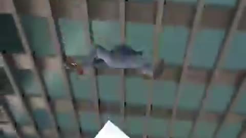 Incredible: professor’s confidence gone wrong