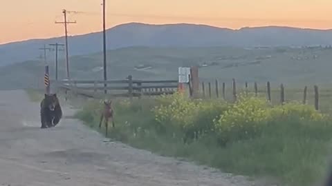 Mama Elk Chases Bear Chasing Her Calf